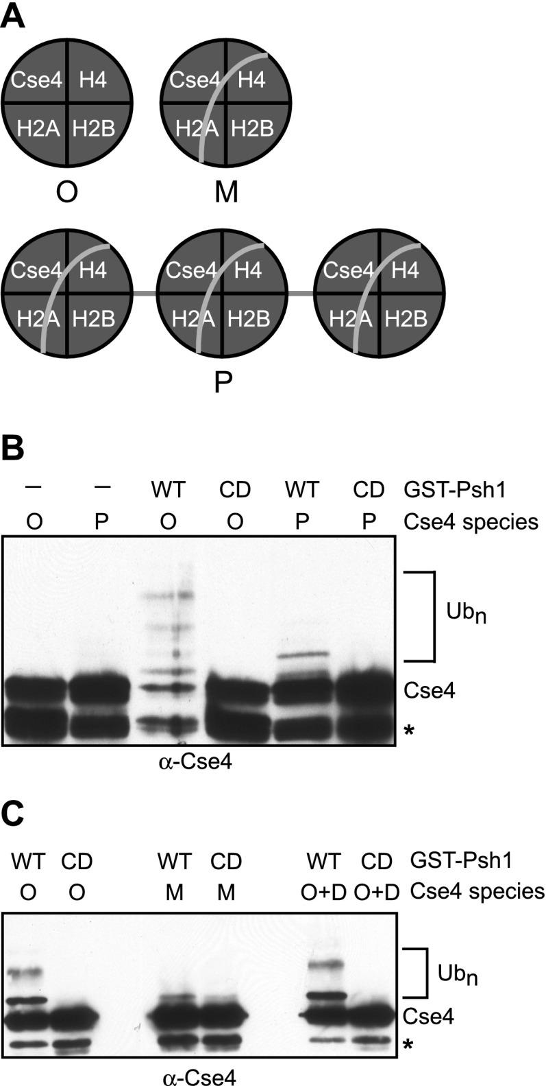 https://cdn.ncbi.nlm.nih.gov/pmc/blobs/8b36/4197964/a5cbaf63a35f/1815fig5.jpg