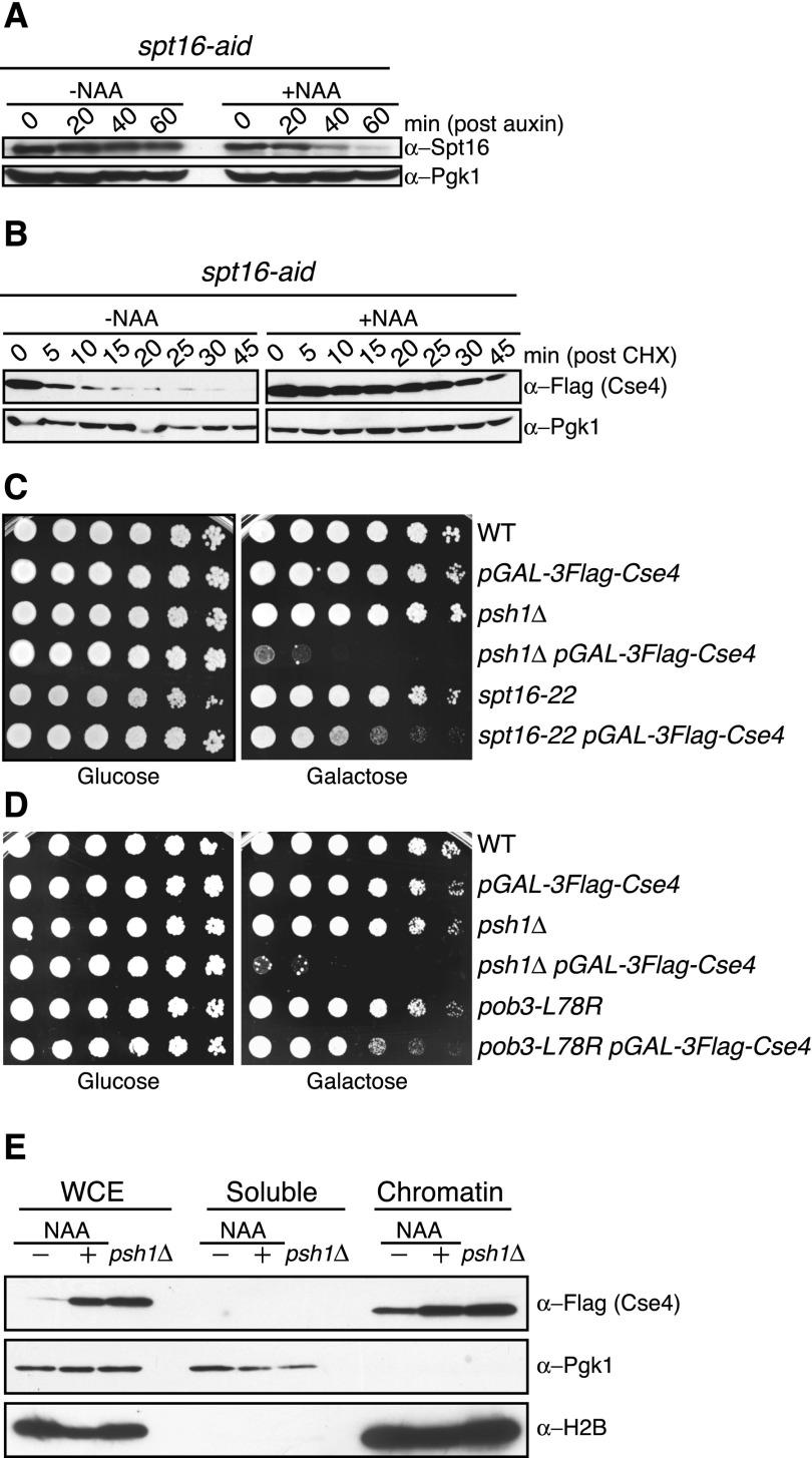 https://cdn.ncbi.nlm.nih.gov/pmc/blobs/8b36/4197964/f417b6a40d19/1815fig1.jpg
