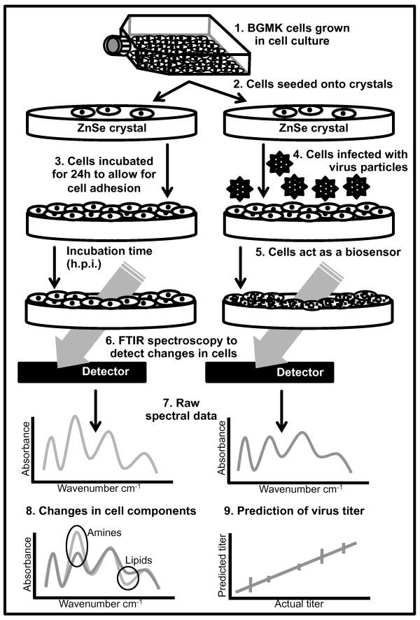 https://cdn.ncbi.nlm.nih.gov/pmc/blobs/8b38/3260089/ea8f9c7a68d9/1754-1611-5-16-1.jpg