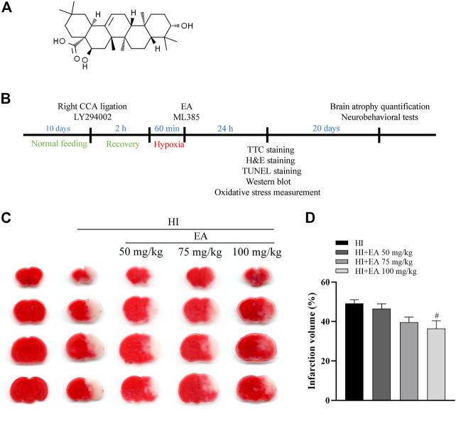 https://cdn.ncbi.nlm.nih.gov/pmc/blobs/8b38/9947717/56fe968f761f/fphar-14-1103265-g001.jpg