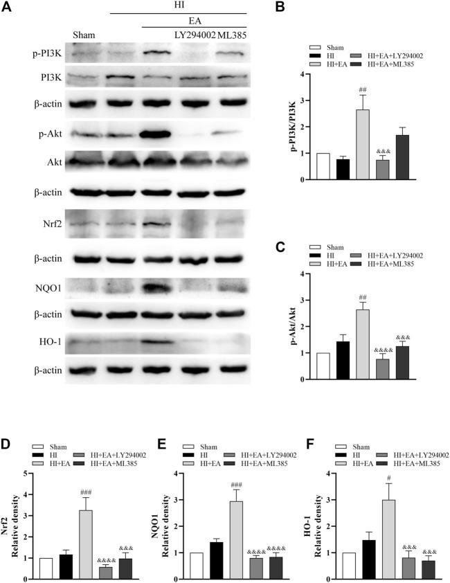https://cdn.ncbi.nlm.nih.gov/pmc/blobs/8b38/9947717/67252733348f/fphar-14-1103265-g005.jpg