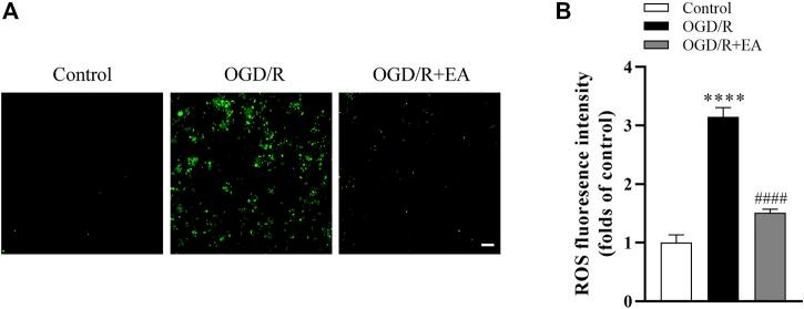 https://cdn.ncbi.nlm.nih.gov/pmc/blobs/8b38/9947717/6d8ba33f9dc2/fphar-14-1103265-g007.jpg
