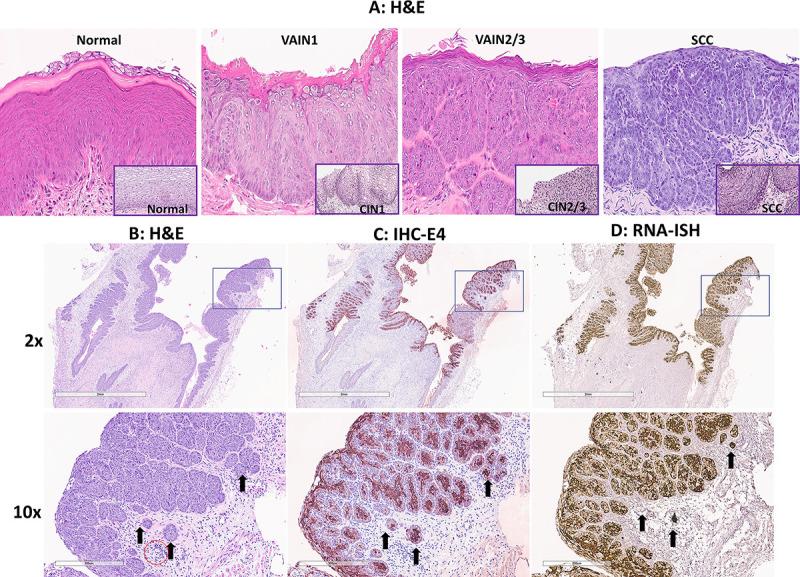https://cdn.ncbi.nlm.nih.gov/pmc/blobs/8b39/11323795/c6c14a32529f/mbio.01420-24.f005.jpg