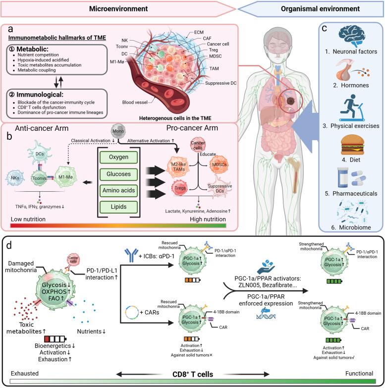 https://cdn.ncbi.nlm.nih.gov/pmc/blobs/8b3a/11409752/26ae506e93ae/12943_2024_2113_Fig1_HTML.jpg
