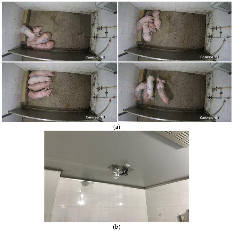 https://cdn.ncbi.nlm.nih.gov/pmc/blobs/8b41/12345434/ec77cb0f5e3d/animals-15-02279-g001.jpg