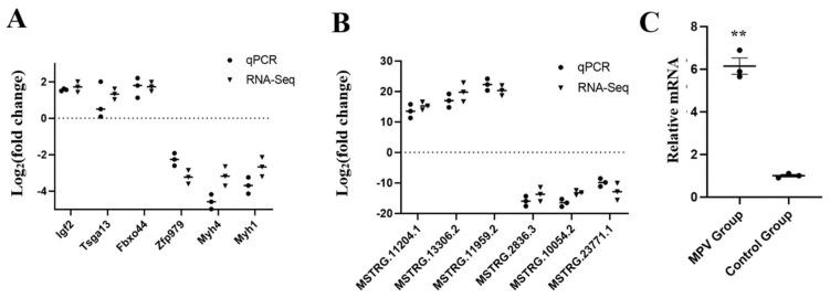 https://cdn.ncbi.nlm.nih.gov/pmc/blobs/8b42/10458039/060ae4de63a5/vaccines-11-01295-g007.jpg