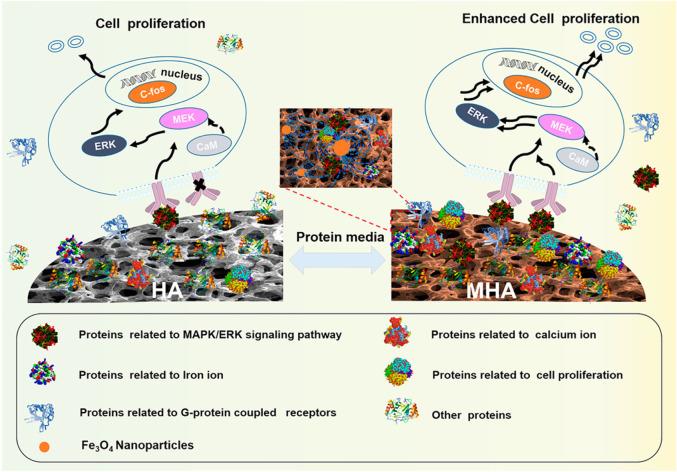 https://cdn.ncbi.nlm.nih.gov/pmc/blobs/8b43/10466455/8b5a53f5f9eb/pc3c00056_0006.jpg