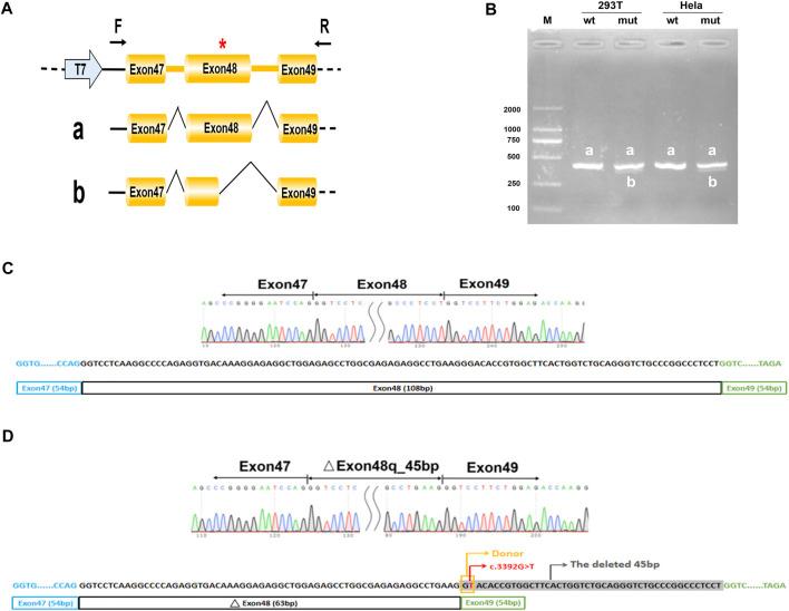 https://cdn.ncbi.nlm.nih.gov/pmc/blobs/8b43/9174977/1659c28b1b03/fgene-13-827560-g003.jpg