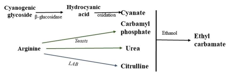 https://cdn.ncbi.nlm.nih.gov/pmc/blobs/8b45/10606259/b6c6ed20e584/foods-12-03816-g002.jpg
