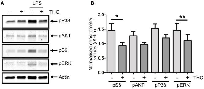 https://cdn.ncbi.nlm.nih.gov/pmc/blobs/8b45/5258717/6691893df0bb/fnmol-10-00014-g002.jpg
