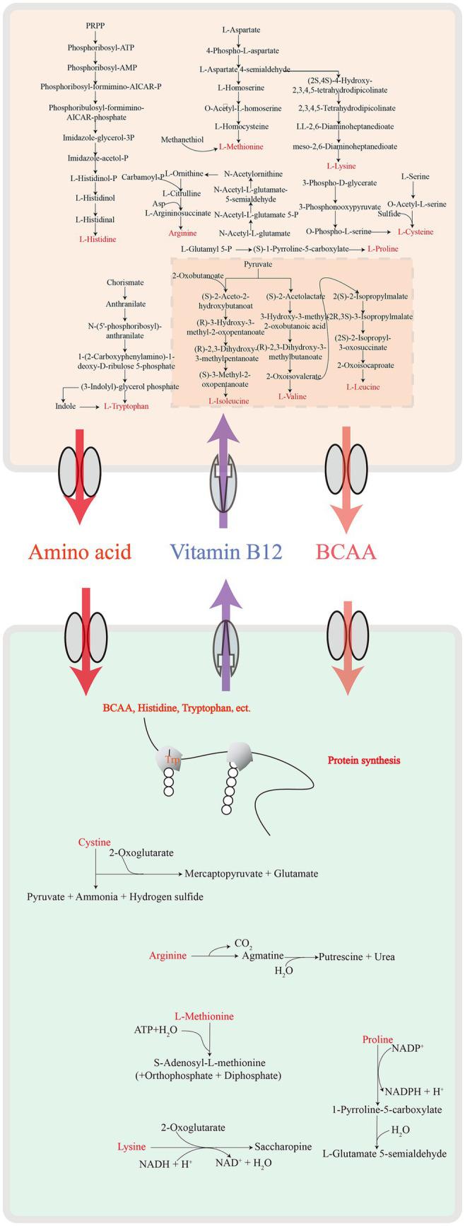 https://cdn.ncbi.nlm.nih.gov/pmc/blobs/8b4c/10910051/fad2657b4fde/fmicb-15-1301073-g009.jpg