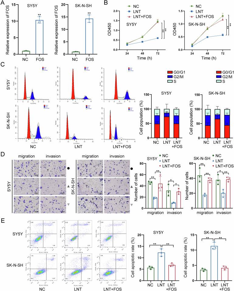 https://cdn.ncbi.nlm.nih.gov/pmc/blobs/8b4c/11910558/80405207dc6a/41420_2025_2315_Fig5_HTML.jpg