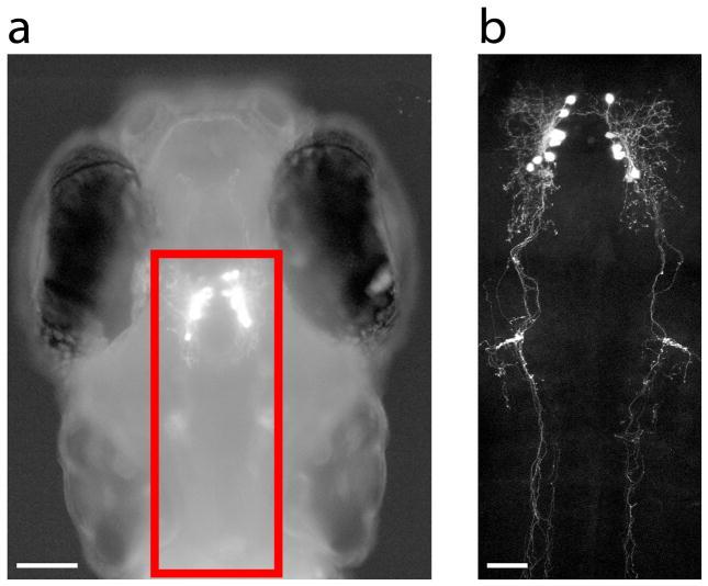 https://cdn.ncbi.nlm.nih.gov/pmc/blobs/8b4e/2846983/80407397b847/nihms181675f3.jpg