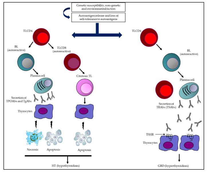 https://cdn.ncbi.nlm.nih.gov/pmc/blobs/8b50/10366745/40a9ca4e0572/antibodies-12-00048-g001.jpg