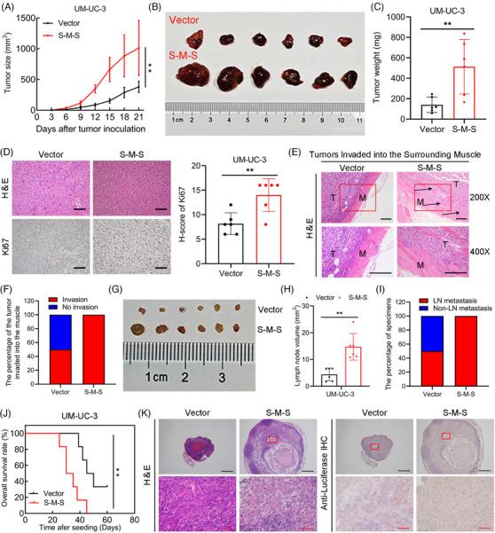 https://cdn.ncbi.nlm.nih.gov/pmc/blobs/8b51/11324686/bad3b3ddd1f6/MCO2-5-e685-g001.jpg