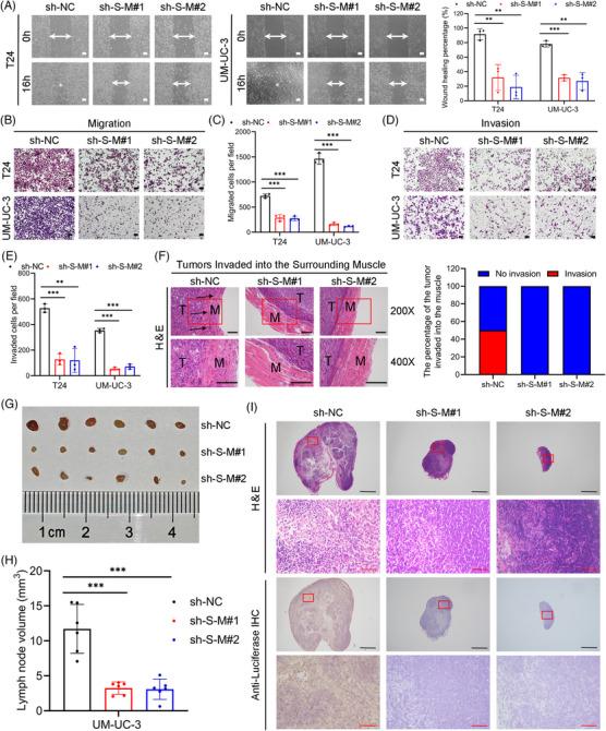 https://cdn.ncbi.nlm.nih.gov/pmc/blobs/8b51/11324686/f56e962bbdcf/MCO2-5-e685-g006.jpg