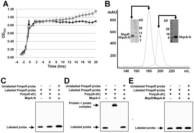 https://cdn.ncbi.nlm.nih.gov/pmc/blobs/8b55/2791442/31b663e19944/ppat.1000706.g004.jpg