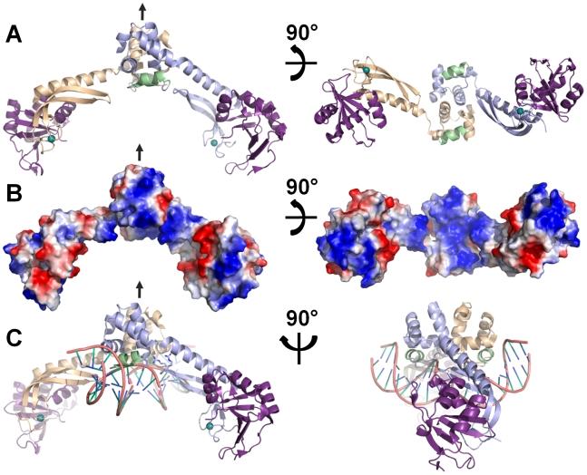 https://cdn.ncbi.nlm.nih.gov/pmc/blobs/8b55/2791442/4b84f8b339fc/ppat.1000706.g009.jpg