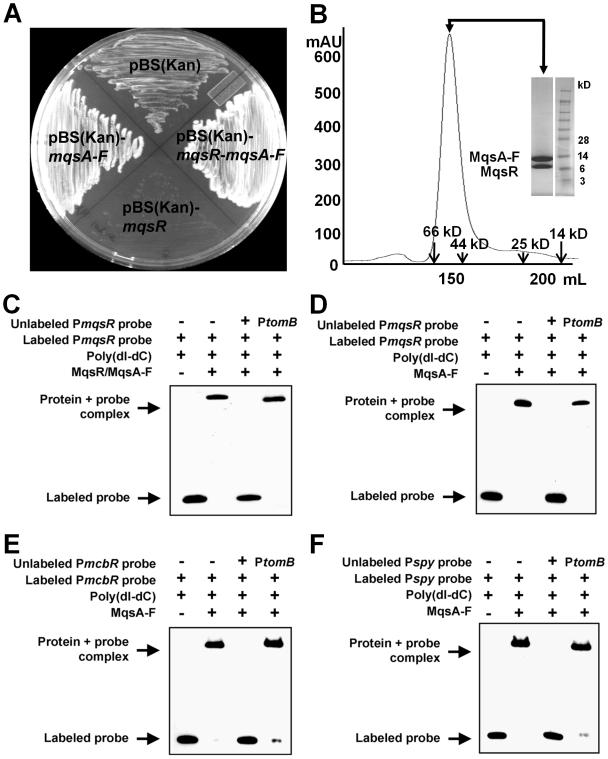 https://cdn.ncbi.nlm.nih.gov/pmc/blobs/8b55/2791442/629e2e1e7eec/ppat.1000706.g001.jpg