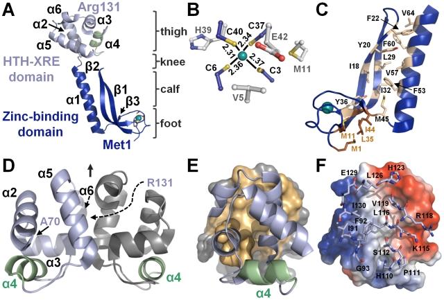 https://cdn.ncbi.nlm.nih.gov/pmc/blobs/8b55/2791442/a6efb89d83d0/ppat.1000706.g003.jpg