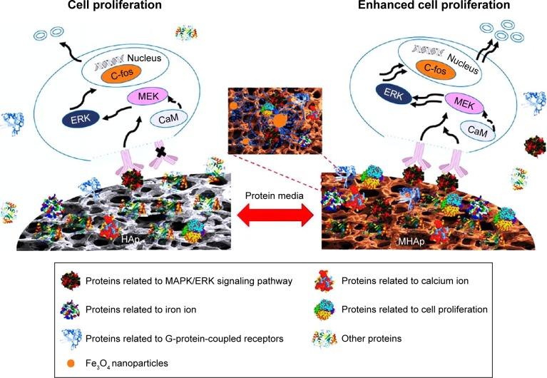 https://cdn.ncbi.nlm.nih.gov/pmc/blobs/8b55/5702531/134e89b8c911/ijn-12-8389Fig6.jpg