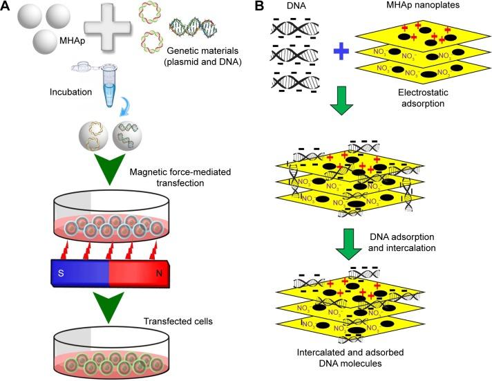 https://cdn.ncbi.nlm.nih.gov/pmc/blobs/8b55/5702531/890056aec545/ijn-12-8389Fig11.jpg