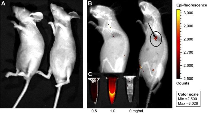 https://cdn.ncbi.nlm.nih.gov/pmc/blobs/8b55/5702531/bf9369875977/ijn-12-8389Fig8.jpg