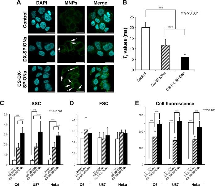 https://cdn.ncbi.nlm.nih.gov/pmc/blobs/8b56/5856030/3adf2883f6a8/ijn-13-1471Fig4.jpg