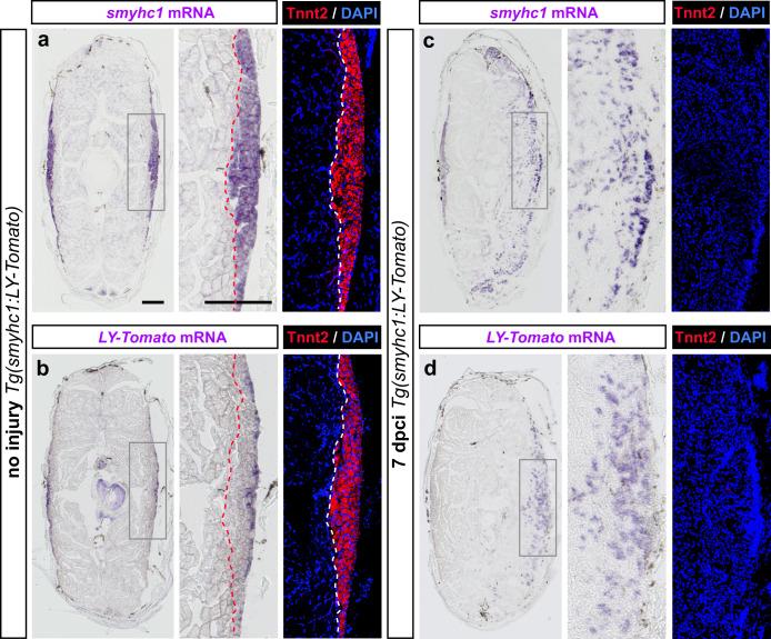 https://cdn.ncbi.nlm.nih.gov/pmc/blobs/8b57/10879182/313619f11cf4/41536_2024_351_Fig6_HTML.jpg