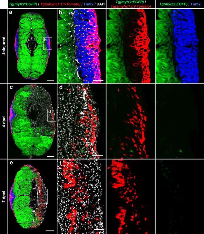 https://cdn.ncbi.nlm.nih.gov/pmc/blobs/8b57/10879182/514c5bd245c8/41536_2024_351_Fig7_HTML.jpg