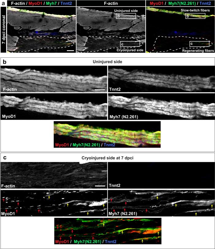 https://cdn.ncbi.nlm.nih.gov/pmc/blobs/8b57/10879182/7b8aa6478d16/41536_2024_351_Fig5_HTML.jpg