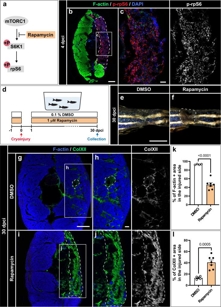 https://cdn.ncbi.nlm.nih.gov/pmc/blobs/8b57/10879182/e54864c582b7/41536_2024_351_Fig10_HTML.jpg