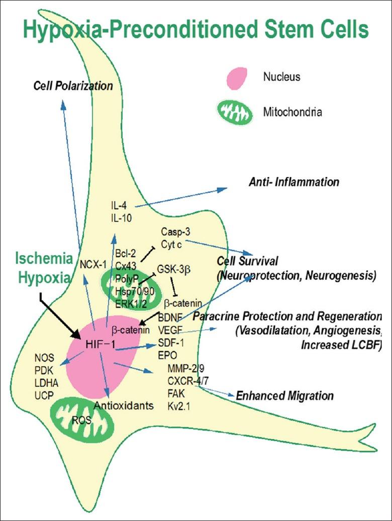 https://cdn.ncbi.nlm.nih.gov/pmc/blobs/8b58/5634089/2331e2e5bab0/CMJ-130-2361-g002.jpg