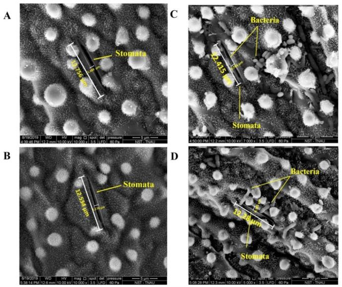 https://cdn.ncbi.nlm.nih.gov/pmc/blobs/8b5a/7923115/7b58723e0602/plants-10-00387-g007.jpg