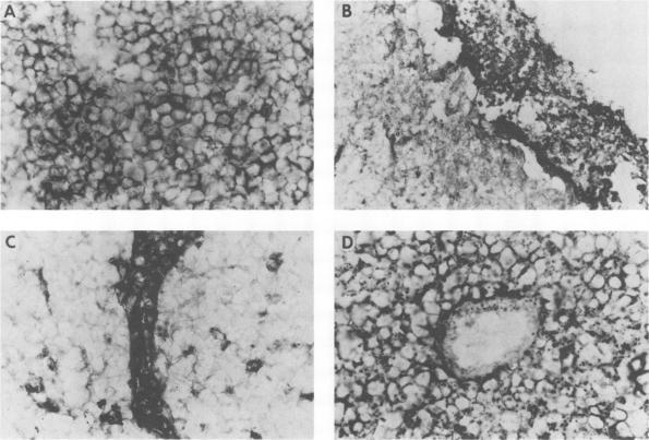 https://cdn.ncbi.nlm.nih.gov/pmc/blobs/8b5c/250638/798978a9cf55/jvirol00072-0380-a.jpg