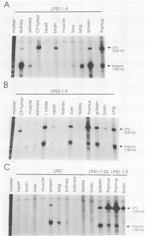 https://cdn.ncbi.nlm.nih.gov/pmc/blobs/8b5c/250638/a692fa0c2e9c/jvirol00072-0381-b.jpg