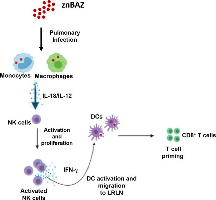 https://cdn.ncbi.nlm.nih.gov/pmc/blobs/8b5c/8293993/28605524869d/fimmu-12-697953-g007.jpg