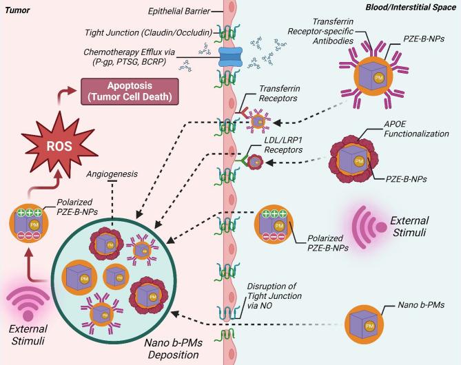 https://cdn.ncbi.nlm.nih.gov/pmc/blobs/8b5d/12135266/9e1df2e736ae/13046_2025_3427_Fig4_HTML.jpg
