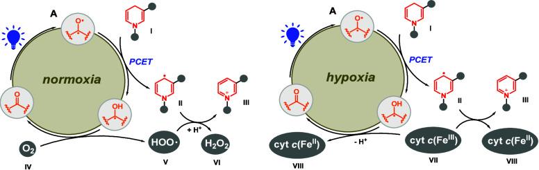 https://cdn.ncbi.nlm.nih.gov/pmc/blobs/8b5f/11672552/082f9cc92a70/au4c00815_0010.jpg