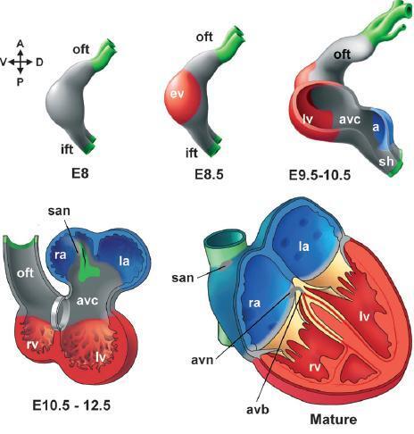 https://cdn.ncbi.nlm.nih.gov/pmc/blobs/8b60/11138428/451185e076e0/18_2007_Article_6518_Fig2.jpg