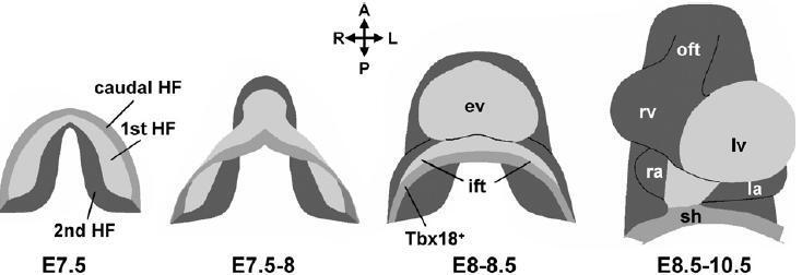 https://cdn.ncbi.nlm.nih.gov/pmc/blobs/8b60/11138428/7714d7c912c1/18_2007_Article_6518_Fig1.jpg