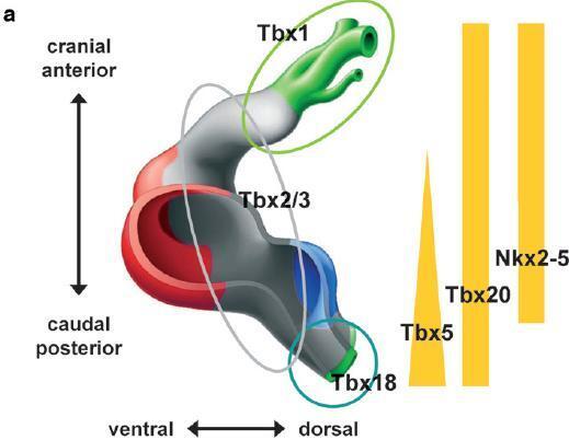 https://cdn.ncbi.nlm.nih.gov/pmc/blobs/8b60/11138428/b7be8ff02bf2/18_2007_Article_6518_Fig4.jpg