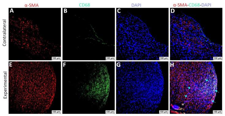 https://cdn.ncbi.nlm.nih.gov/pmc/blobs/8b64/9570261/8a95310e8017/ijms-23-12012-g010.jpg