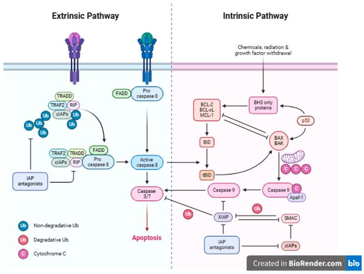 https://cdn.ncbi.nlm.nih.gov/pmc/blobs/8b69/11728517/3e6ba0149fe0/pharmaceutics-16-01504-g004.jpg