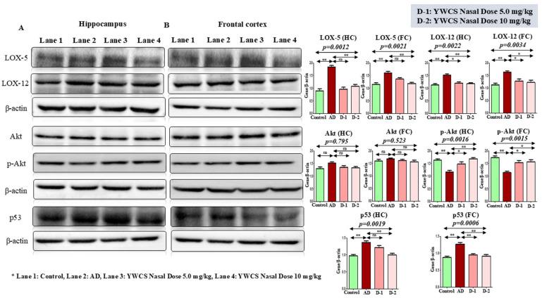 https://cdn.ncbi.nlm.nih.gov/pmc/blobs/8b6a/12249324/5caa9ecf2288/cells-14-00957-g004.jpg