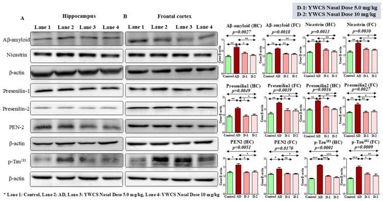 https://cdn.ncbi.nlm.nih.gov/pmc/blobs/8b6a/12249324/e9a006740f32/cells-14-00957-g003.jpg