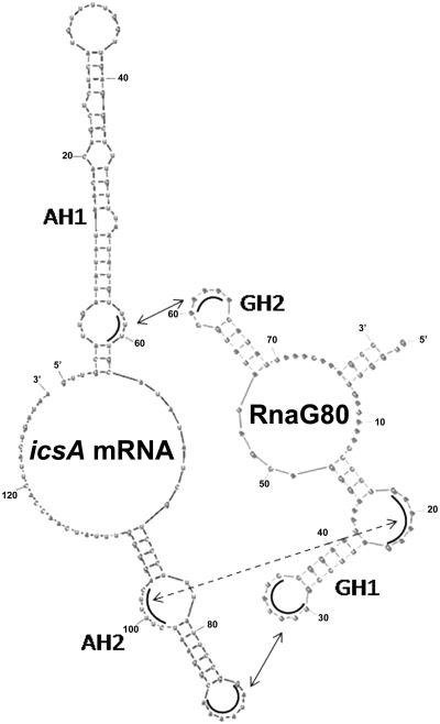 https://cdn.ncbi.nlm.nih.gov/pmc/blobs/8b6c/3185424/7df6882c1b2a/gkr521f8.jpg