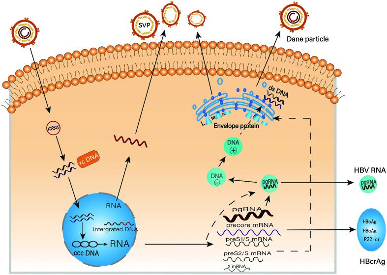 https://cdn.ncbi.nlm.nih.gov/pmc/blobs/8b6d/9647097/0125b6c28325/JCTH-11-197-g002.jpg