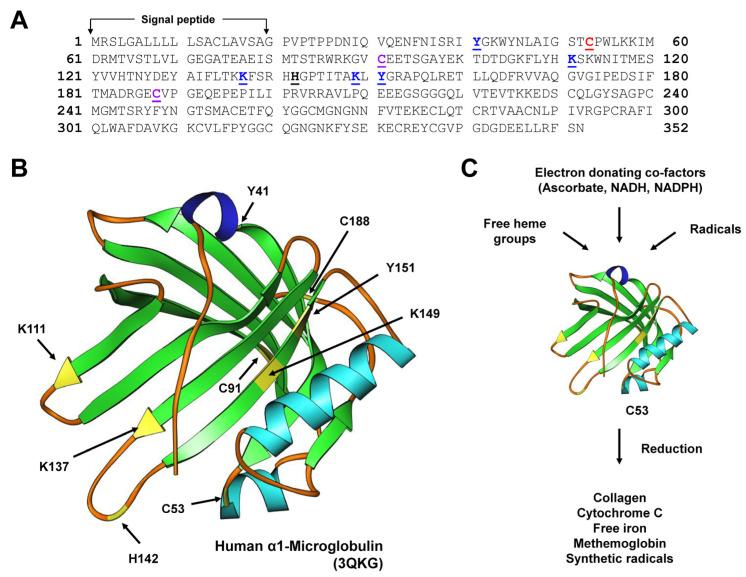 https://cdn.ncbi.nlm.nih.gov/pmc/blobs/8b71/11050150/b707816a121e/ijms-25-04290-g003.jpg