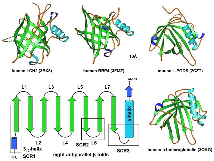 https://cdn.ncbi.nlm.nih.gov/pmc/blobs/8b71/11050150/f2ba07d0da5e/ijms-25-04290-g001.jpg